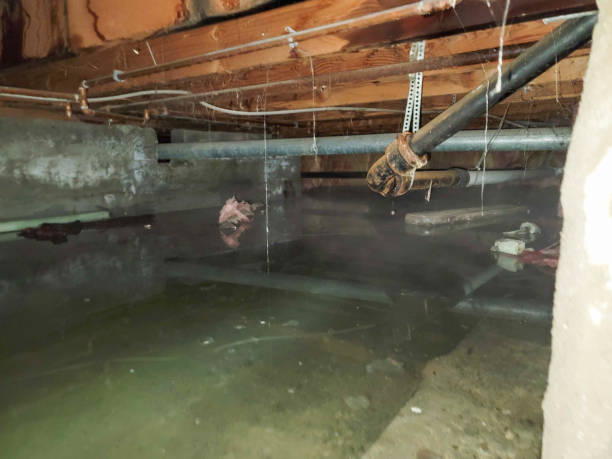 Best Carpet water damage restoration  in Red Boiling Springs, TN